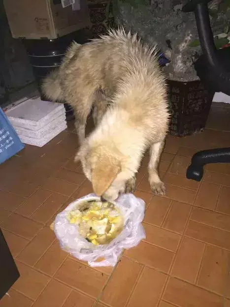 不忍心看到狗狗被吃，小哥霸气将它买下，“以后我罩着你！”