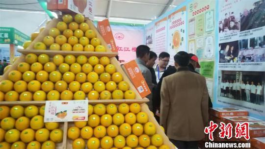 “中国橙乡”广东廉江：一只红橙“打天下”