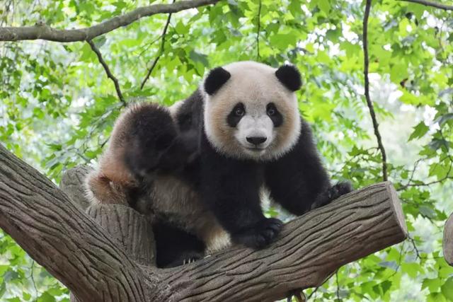 大熊猫是怎么炼成的