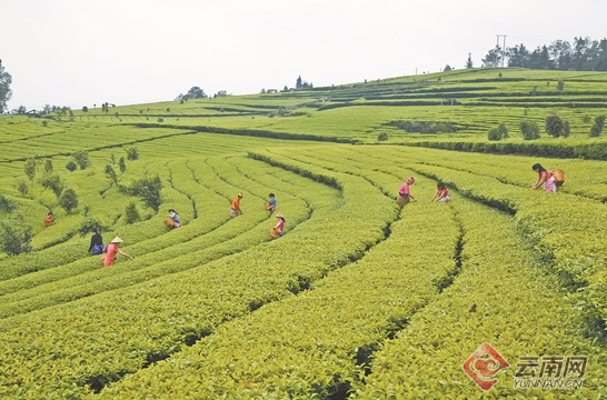 践行“绿水青山就是金山银山” 腾冲打造世界健康生活目的地