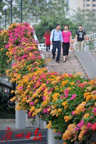 簕杜鹃被广州种成“网红”，原产国都来取经
