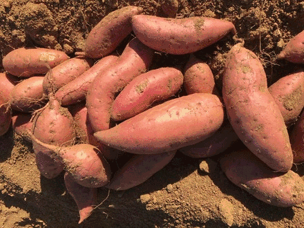 烟台在全国又火了！吃地瓜用接碟，甜到流蜜！