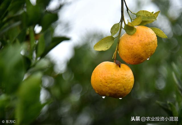 台湾农业系列（二）：台中市优良水果推荐（枇杷椪柑葡萄梨）