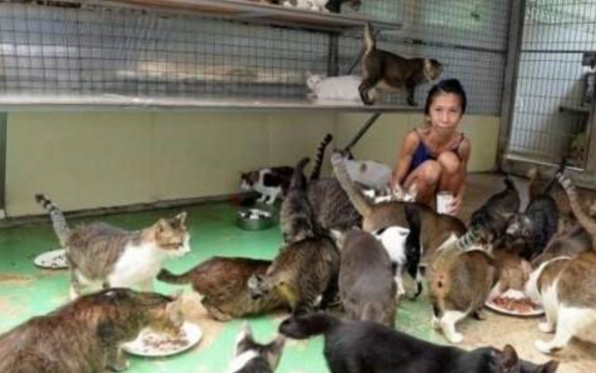 新加坡女子收养数百只流浪猫，给它们买猫粮，自己却饿到皮包骨