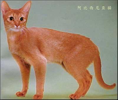 最全的猫咪品种介绍，爱猫控知道吗？