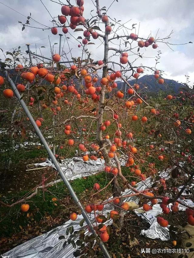 看韩国果农是怎么吃苹果的？长见识了