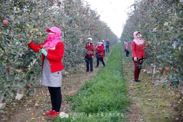 穿越大半个中国来尝你——庆阳苹果