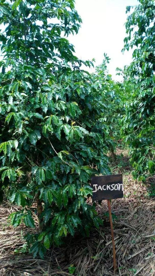 咖啡产地｜浴血重生的“非洲新加坡” 千丘之国-卢旺达