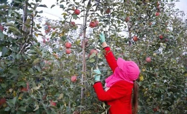 穿越大半个中国来尝你——庆阳苹果