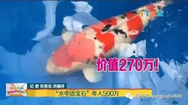 小伙养这个成千万富翁！年入500万元，最贵一条270万！