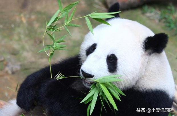 马来西亚想要提前送回大熊猫？原因竟然与暂停中资项目类似