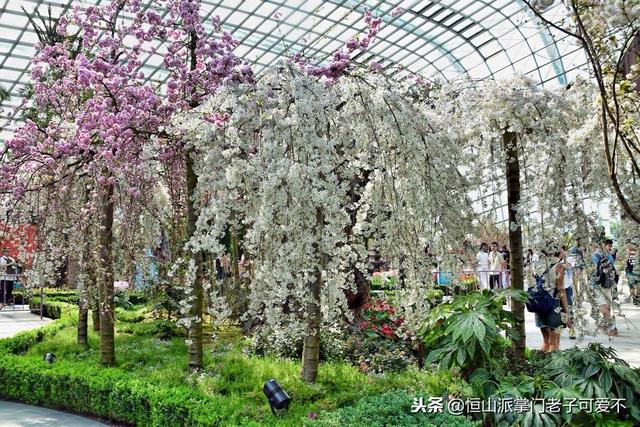 如果春天到了，一起去樱花旅行吧！