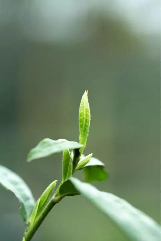 蔡澜最爱的绿茶是一种什么样的存在