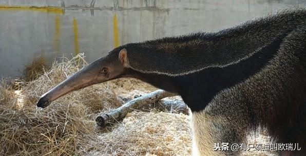 站起来比人还高！巨大食蚁兽从星国飞台湾60cm长舌秒扫蚁窝