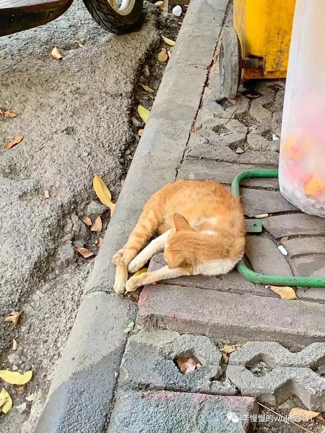 慢下来，在曼谷的烈日下，逛吃逛吃逛吃吃吃～｜慢慢的泰国旅行记