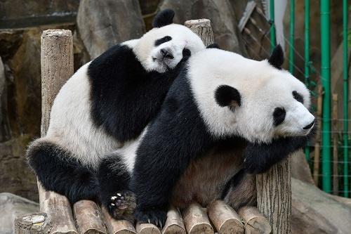 马来西亚还大熊猫怎么回事 兴兴和靓靓提前回家原因是什么