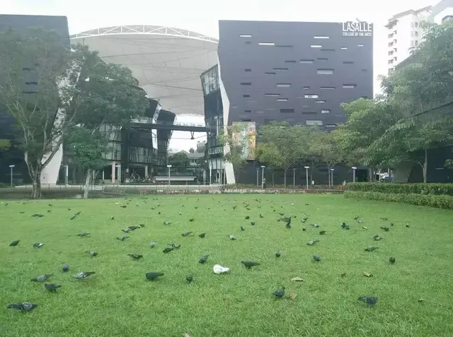 新加坡这片草坪，密密麻麻，被这么一群生物承包了……