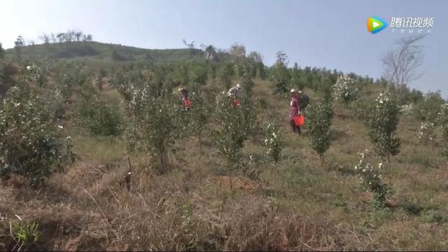 彭泽黄岭乡：油茶种植让荒山变成绿色银行