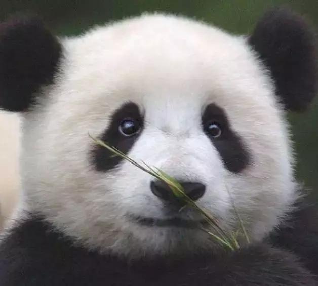 马来西亚太奇葩，喂不起熊猫竟退回中国？哈哈哈哈哈