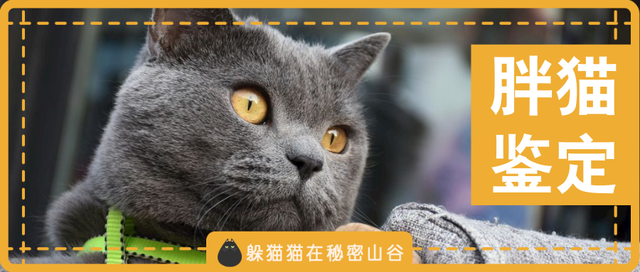 “铲屎的，本猫胖么？”