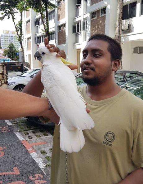 起重机救鹦鹉，这种事也就新加坡干得出来吧……