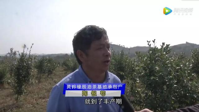 彭泽黄岭乡：油茶种植让荒山变成绿色银行