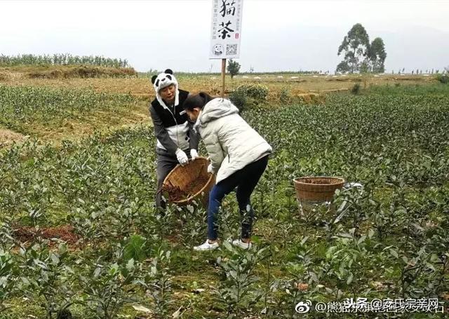 新加坡电视台采访熊猫书画家安琰石发明变废为宝专利熊猫茶