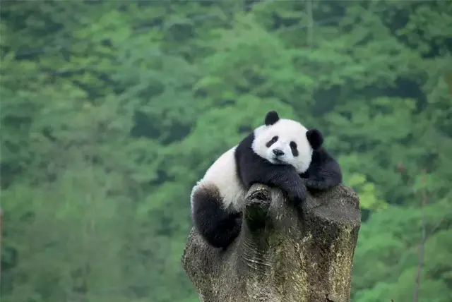 大熊猫是怎么炼成的