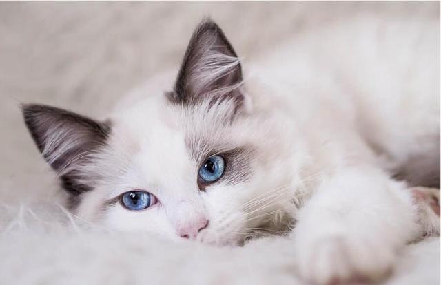 猫奴福利！史上最全的主子品种大集合