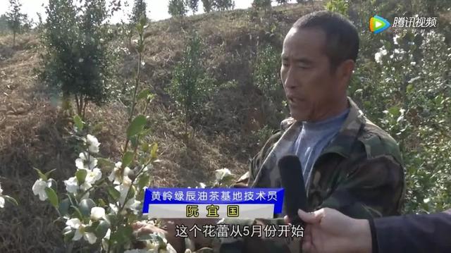 彭泽黄岭乡：油茶种植让荒山变成绿色银行