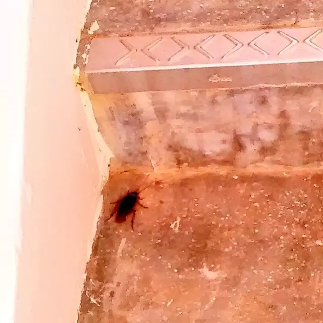 新加坡的这只蟑螂，怎么回事？