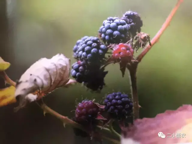 35种野果！采摘即可卖钱，有人正在悄悄种植