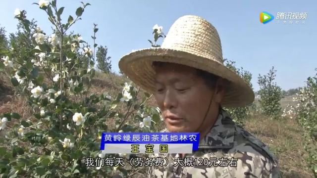 彭泽黄岭乡：油茶种植让荒山变成绿色银行