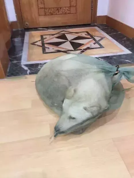 不忍心看到狗狗被吃肉，小哥霸气将它买下，“以后我罩着你！”