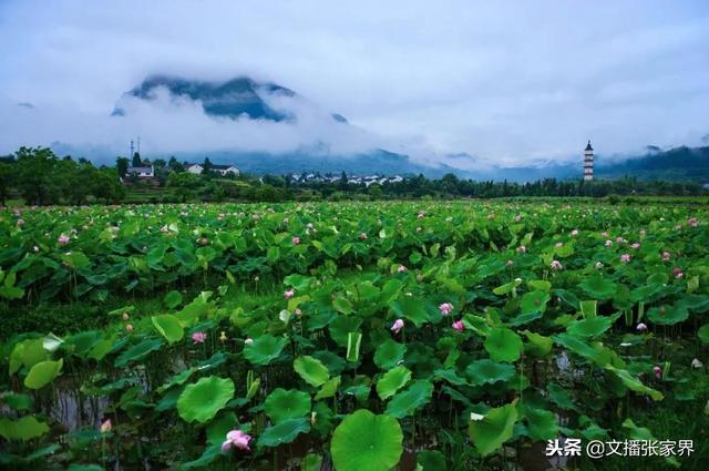 肖克凡：醉在苍翠荷塘间
