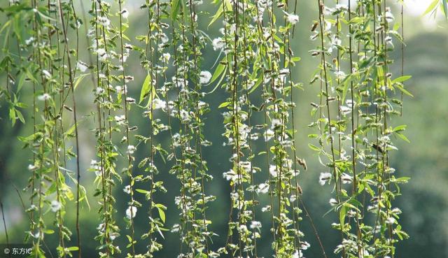 三行诗“团队的风采” 一一美洲微诗社