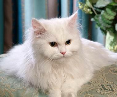 最全的猫咪品种介绍，爱猫控知道吗？