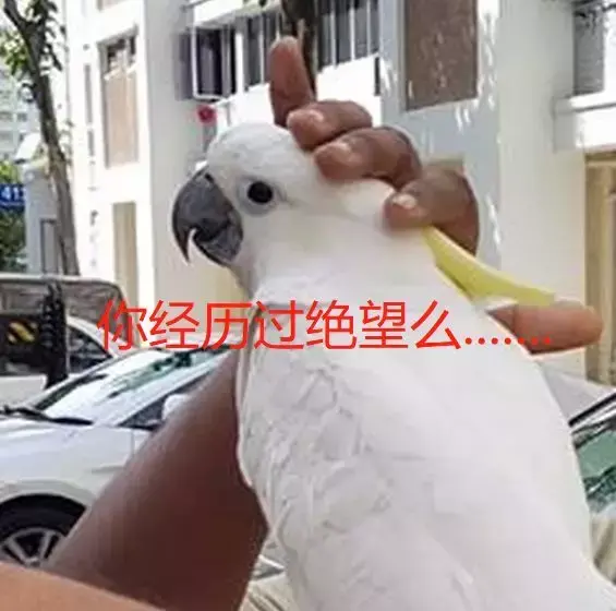 起重机救鹦鹉，这种事也就新加坡干得出来吧……