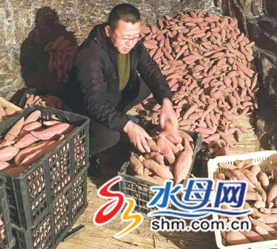 特别报道 吃地瓜用接碟？烟薯25”凭啥带火地瓜市场