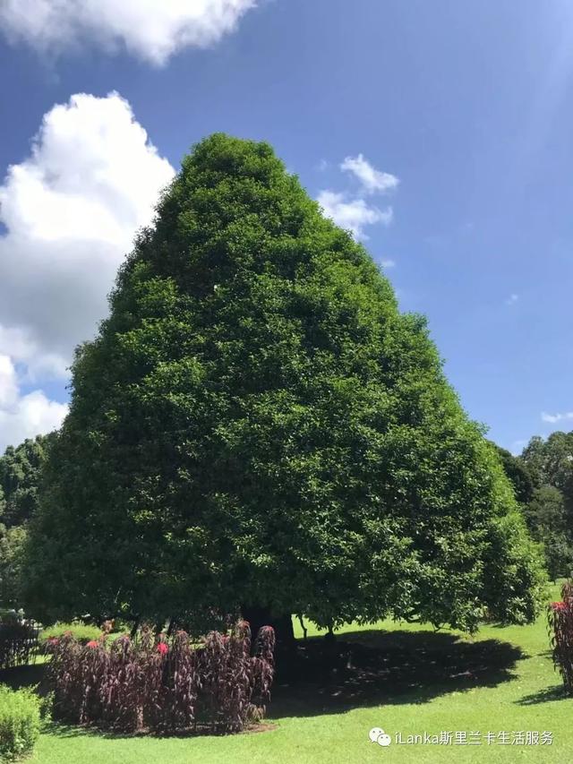 兰卡旅游｜康提惊现巨大的圣诞树，花开似桂花香味扑鼻，原来是这种植物！