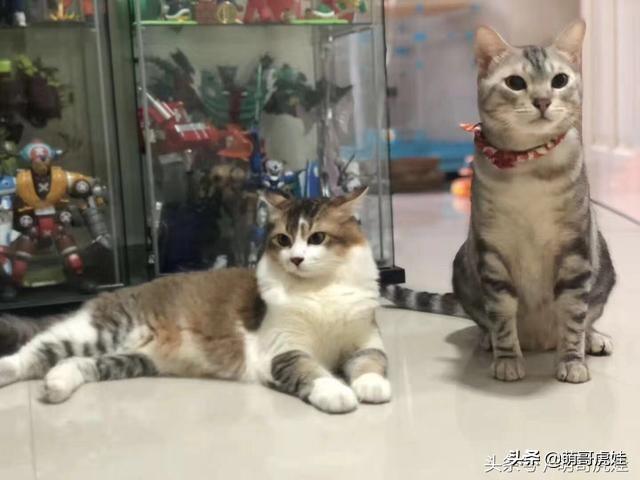 主人养了20几只猫回国不能全带走，只好含泪把刚养的两只小猫送人