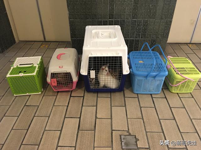 猫咪出入境需要6种证明材料，辛苦跑了3个月终于把20只猫都带回国
