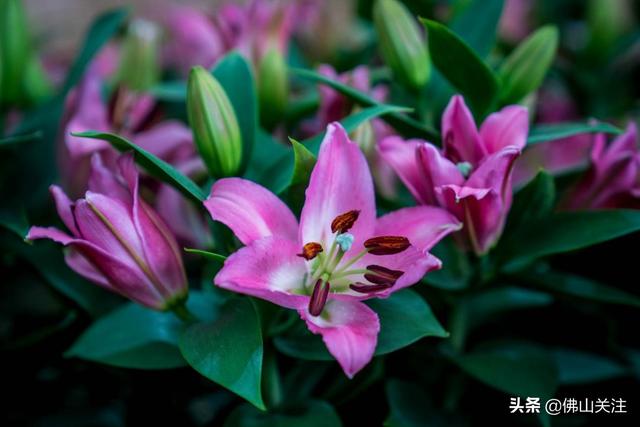 里水：中国香水百合名镇 探秘百合花如何撬动乡村振兴