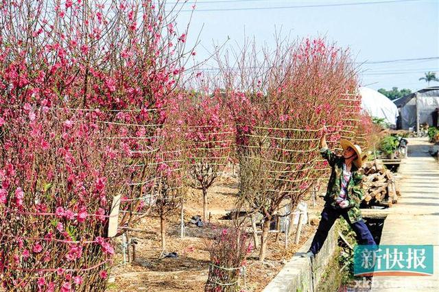 广州今年天暖桃花早开 价格或上涨两三成