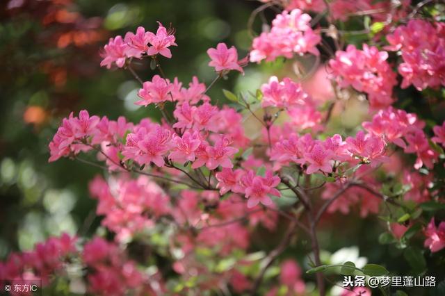 他娶了意中人为妻，婚后却因爱上女学生而离婚