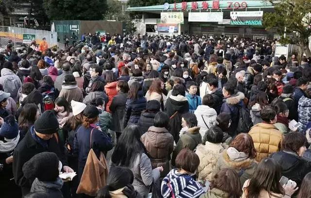 在日本看熊猫比在北京摇号还难