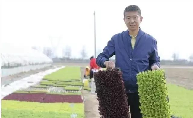 农业不是靠天吃饭！死磕15年，年销5个亿，生菜大王的标准化逆袭