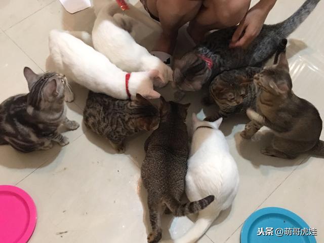 妹子要把在国外养的20只猫都带回国，妈妈坚决反差点跟她断绝关系