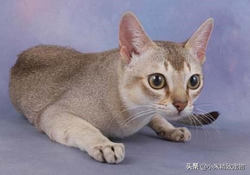 猫咪中的茶杯体，小巧又可爱，体型最小的猫咪，美国人最喜欢