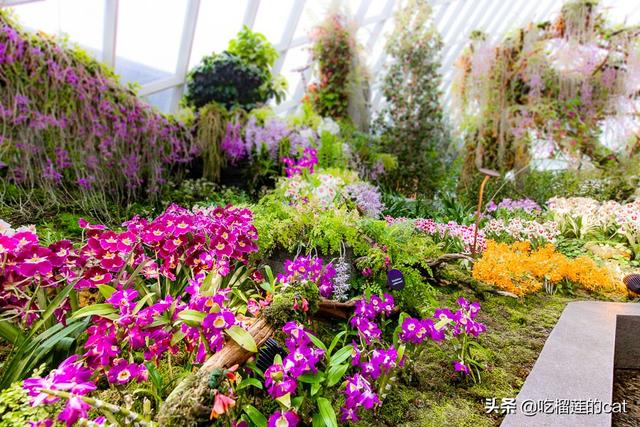 真实版阿凡达花园 新加坡滨海湾花园攻略